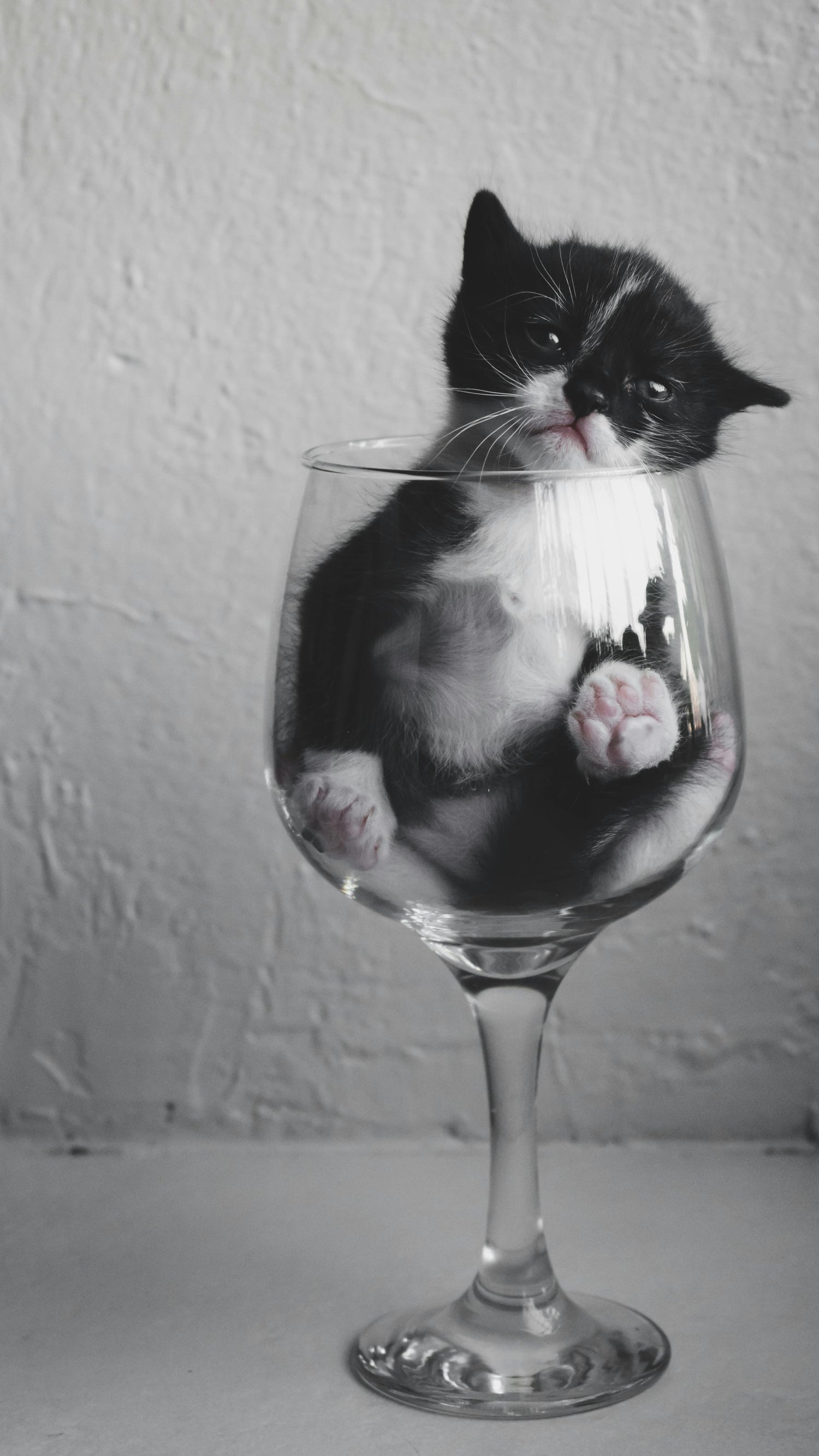 Tipsy Tails