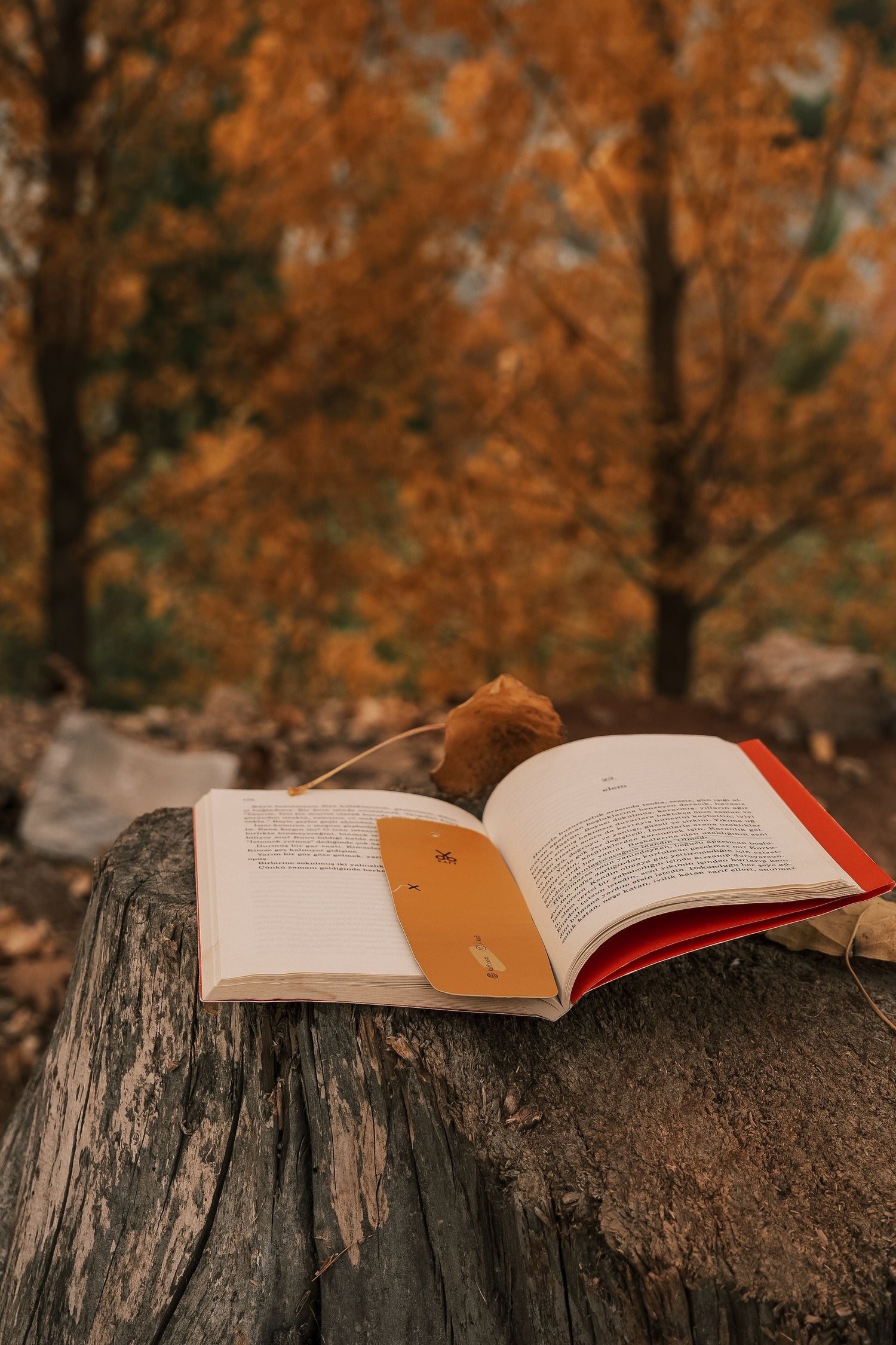 Between the pages